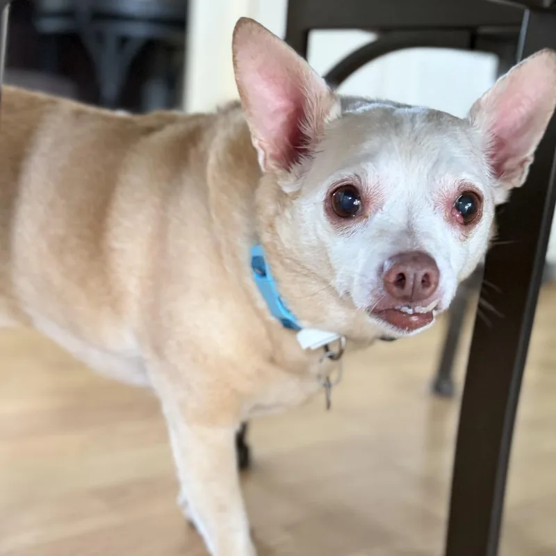 A senior small-sized male Brown / Chocolate Chihuahua dog named Petie for adoption in Rockville, MD