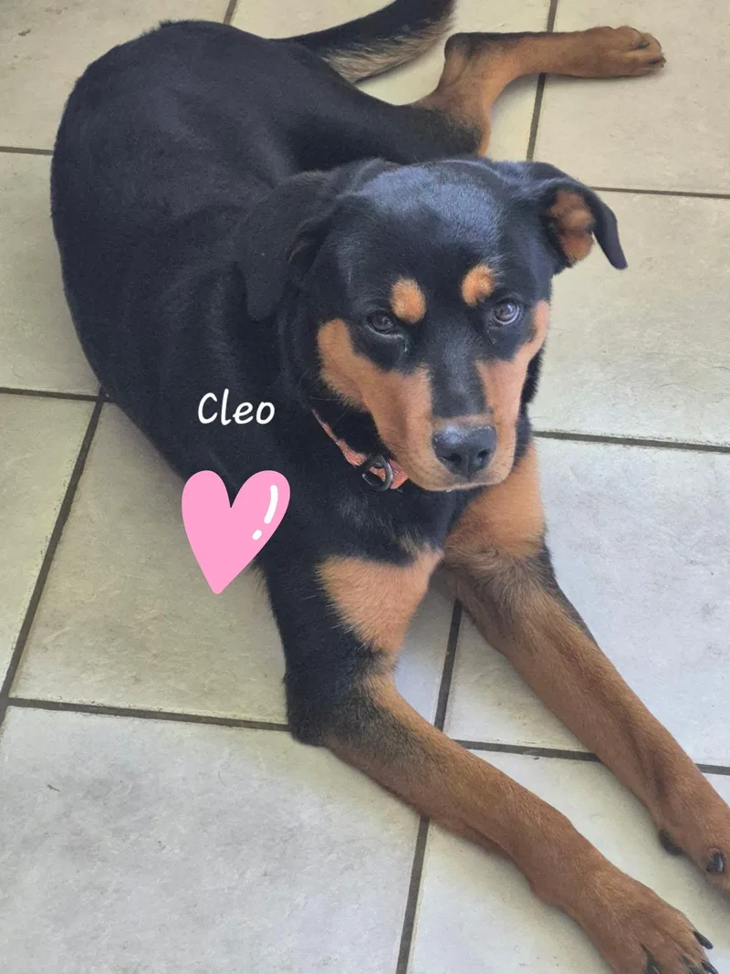 Cleo thumbnail 3