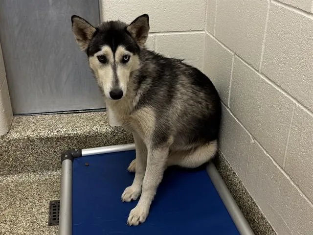 Twyla
