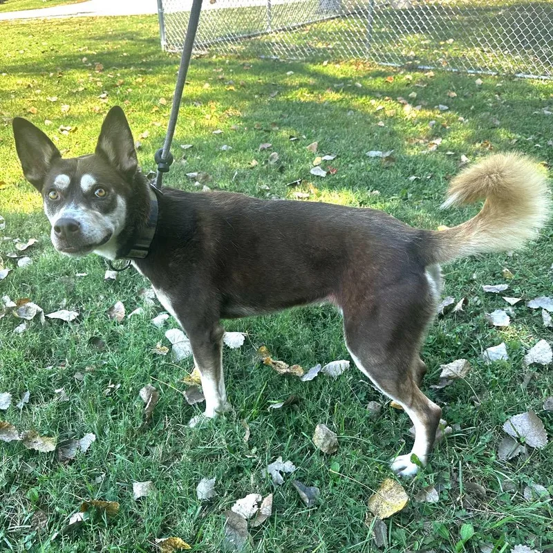A senior medium-sized female Husky dog named Honey for adoption in Warrensburg, MO