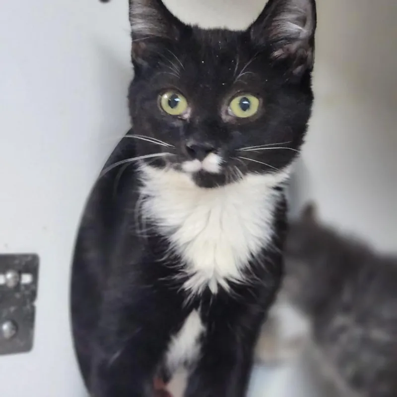 A baby small-sized male Domestic Short Hair cat named Keith for adoption in Walnutport, PA
