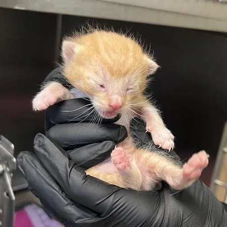 A young small-sized male Domestic Short Hair cat named Trashcan for adoption in Morgan Hill, CA
