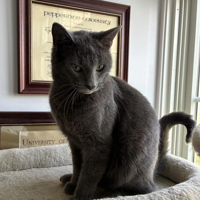 Confetti thumbnail 2