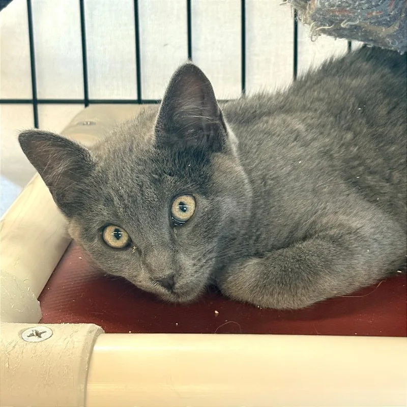 A baby medium-sized male Gray / Blue / Silver Domestic Short Hair cat named Freddy for adoption in Blackfoot, ID
