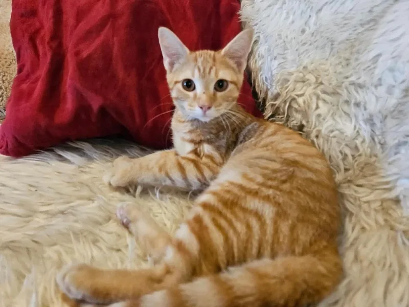 A baby medium-sized male Tabby (Orange / Red) Domestic Short Hair cat named Bennett for adoption in Youngsville, NC