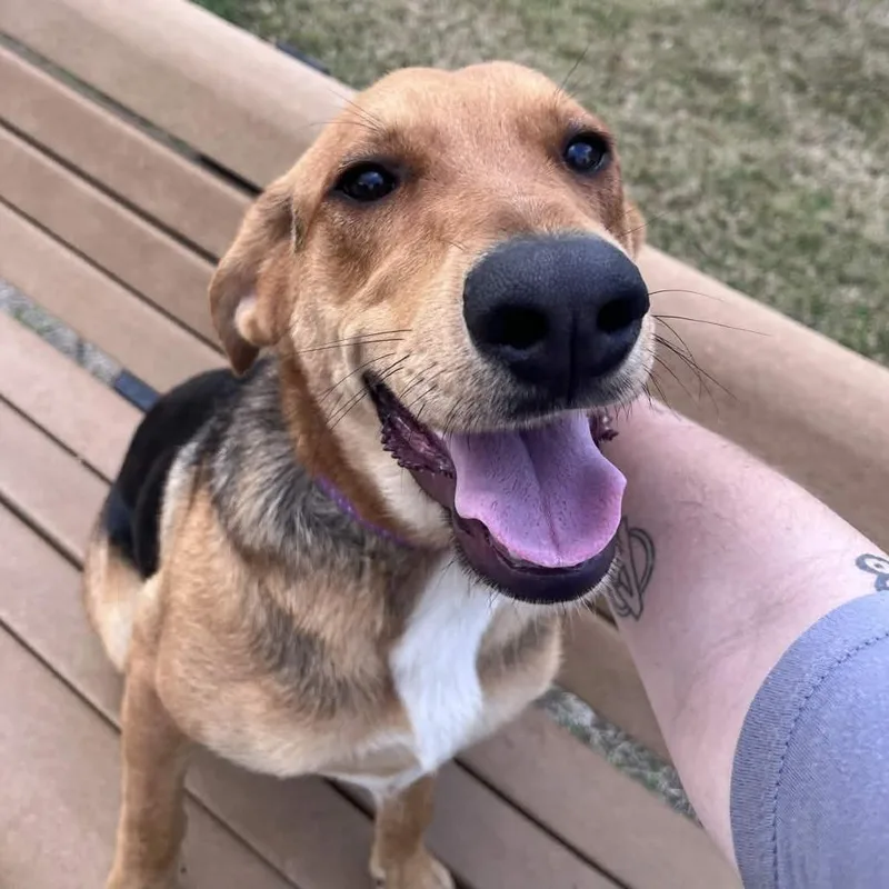 An adult medium-sized male Yellow / Tan / Blond / Fawn Shepherd dog named Dodge for adoption in Beaumont, TX