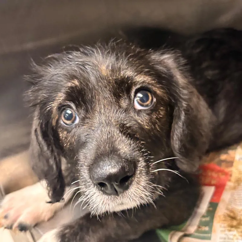 A baby small-sized female German Shepherd Dog dog named Luci for adoption in Indianapolis, IN