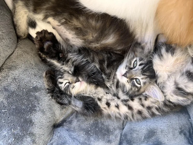 A baby medium-sized male Black Maine Coon cat named Coffee for adoption in La Jolla, CA