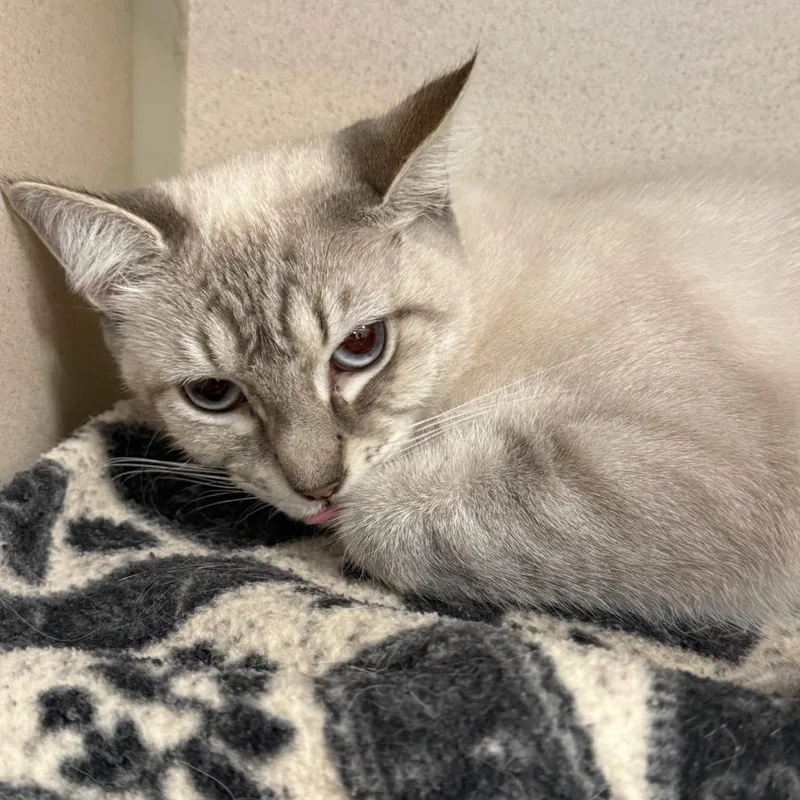 An adult medium-sized female Lilac Point Domestic Short Hair cat named Nubis for adoption in Rifle, CO