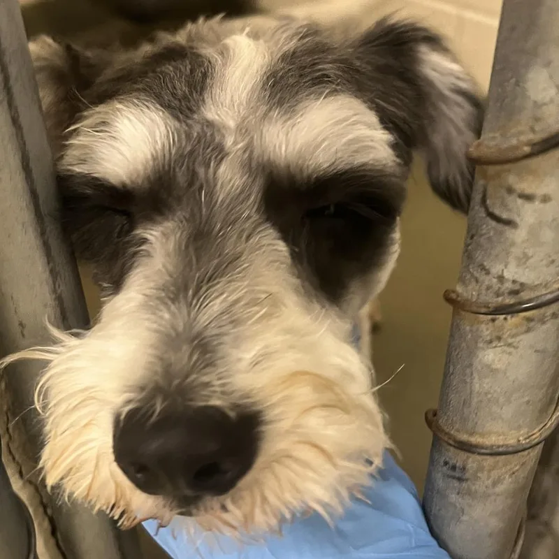 An adult small-sized male White / Cream Miniature Schnauzer dog named 71131 for adoption in Harrisonburg, VA