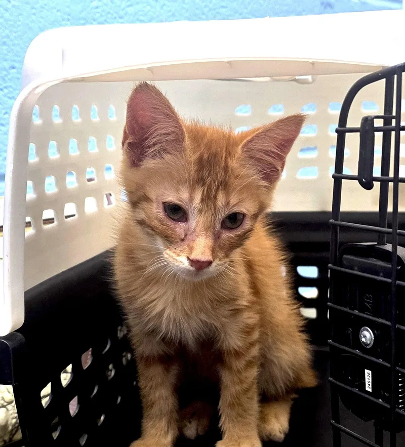 A baby medium-sized male Orange / Red Domestic Short Hair cat named Jonah for adoption in Magnolia Springs, AL