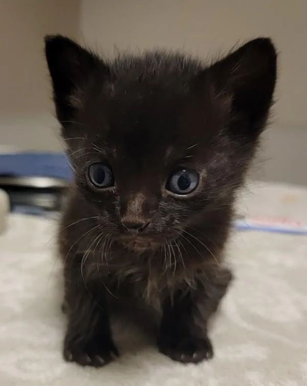 A baby small-sized male Domestic Short Hair cat named Wool for adoption in Dublin, CA