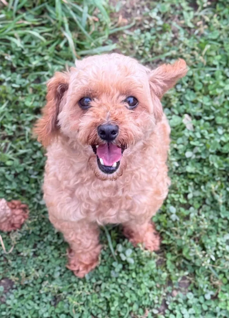 An adult small-sized male Miniature Poodle dog named Bear for adoption in New Stanton, PA
