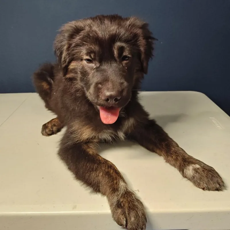A baby medium-sized male Brown / Chocolate Shepherd dog named Benji for adoption in Wadena, MN