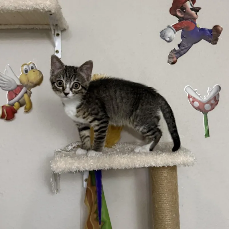 A baby small-sized female Brown / Chocolate Domestic Short Hair cat named Tiny Boo for adoption in Fort Collins, CO