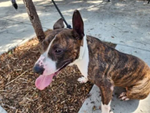 A young medium-sized male Bull Terrier dog named Topo for adoption in San Pedro, CA