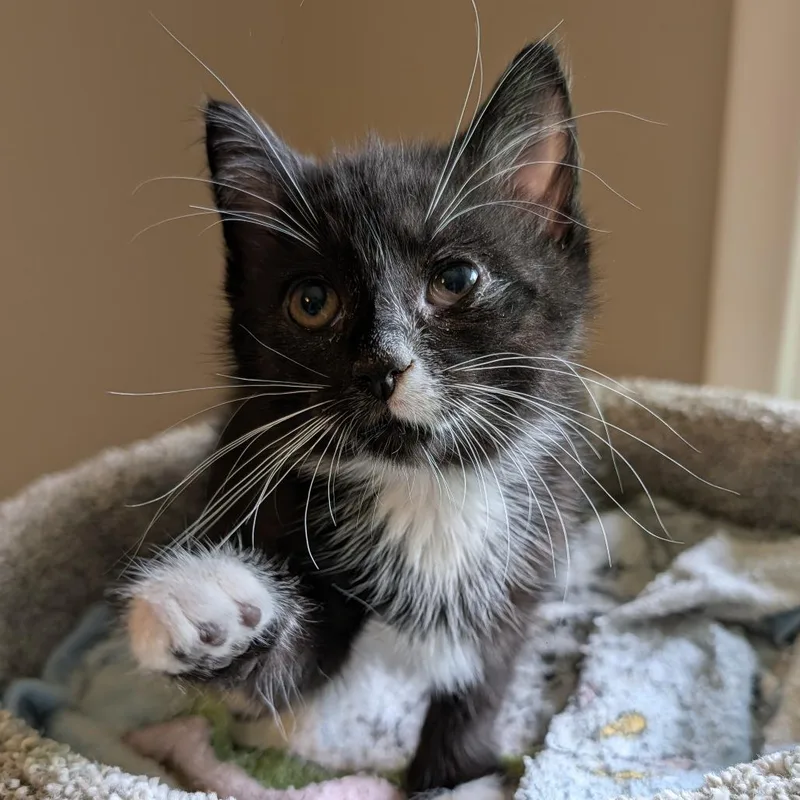 A baby small-sized male Black Domestic Short Hair cat named Kicker Chips for adoption in Eaton Rapids, MI