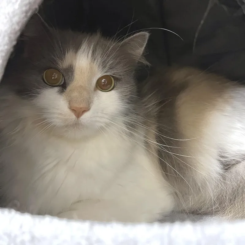An adult medium-sized female Calico Domestic Long Hair cat named Lane for adoption in York, PA