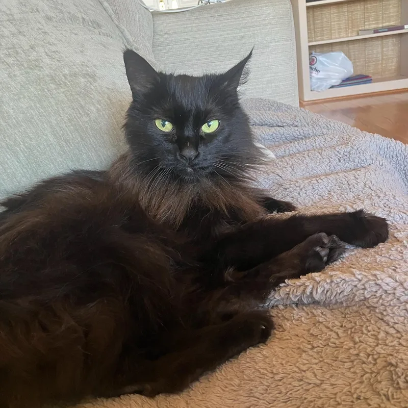 A senior medium-sized female Black Domestic Long Hair cat named Fern for adoption in Los Altos Hills, CA