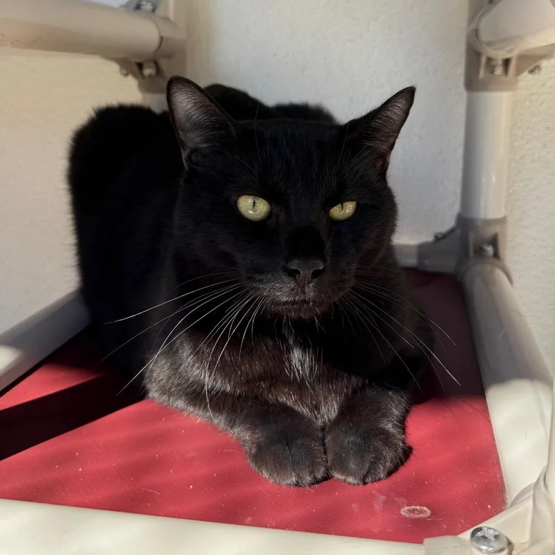 An adult large-sized male Black Manx cat named Onyx for adoption in Sarasota, FL