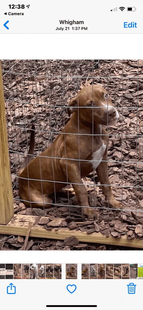 Snickers thumbnail 2