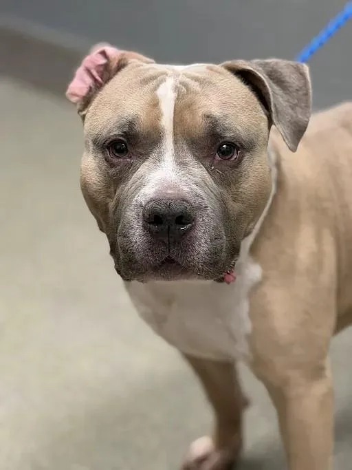 An adult medium-sized male Staffordshire Bull Terrier dog named Bronx for adoption in Las Vegas, NV