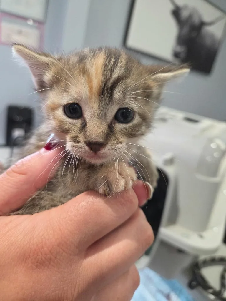 A baby small-sized female Domestic Short Hair cat named Rosalia for adoption in Republic, MO