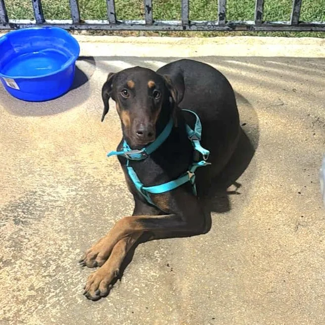 Luna Dazzle "let's Be thumbnail 2