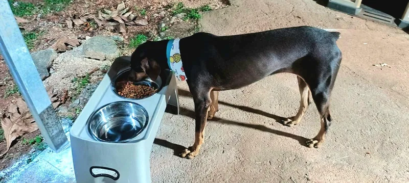 Luna Dazzle "let's Be thumbnail 3