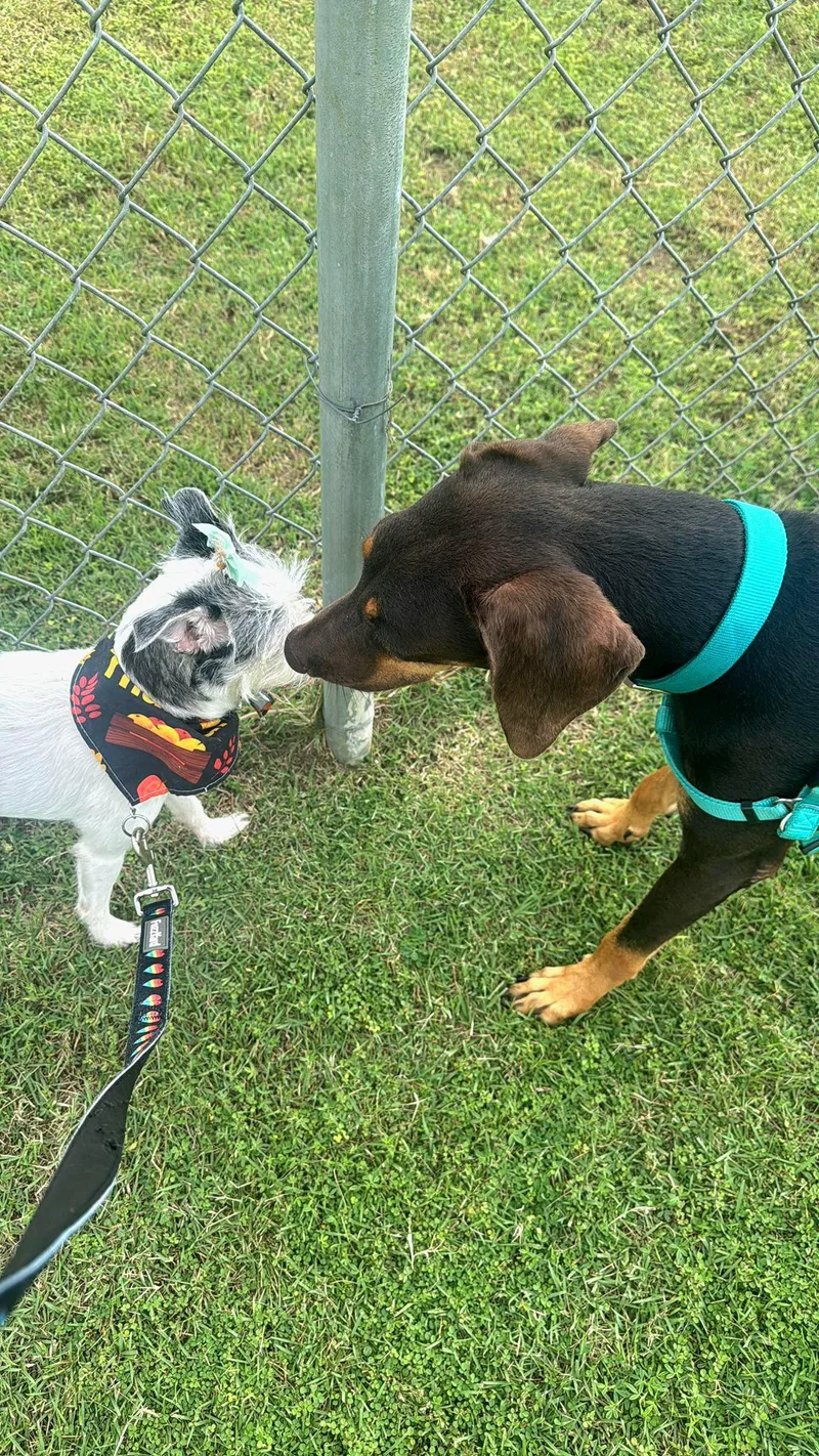 Luna Dazzle "let's Be thumbnail 5