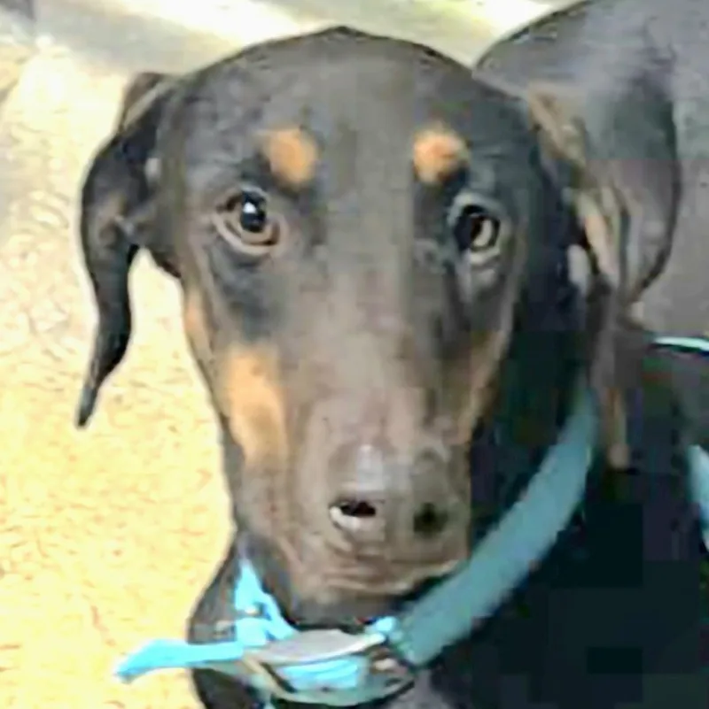 Luna Dazzle "let's Be