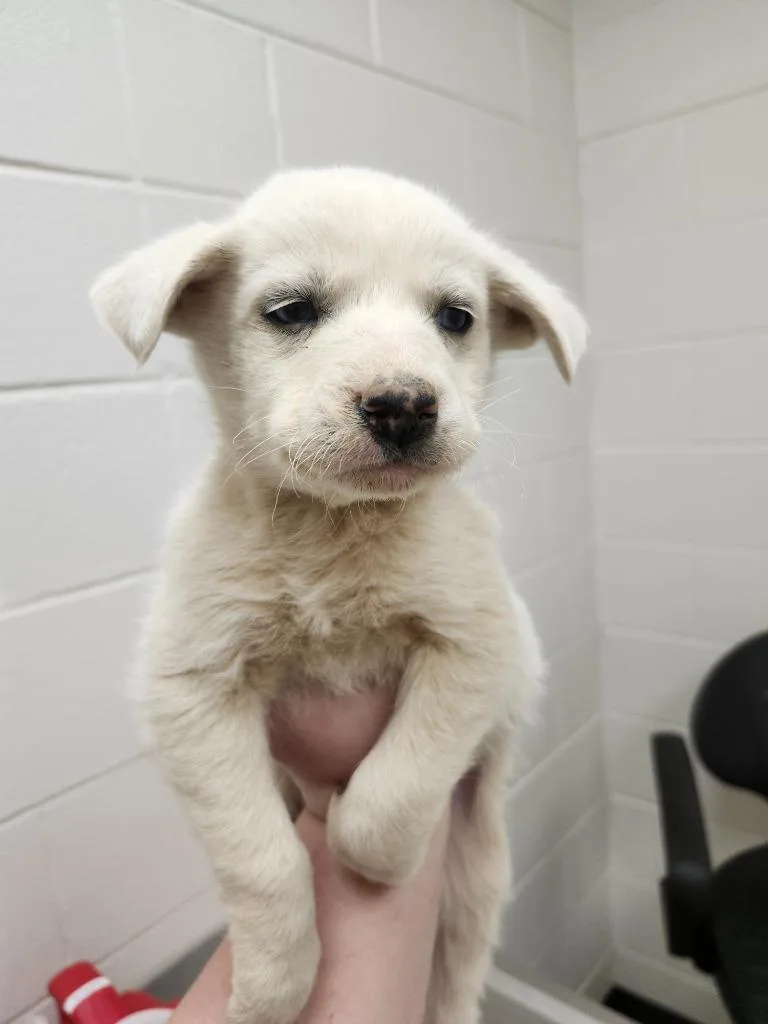 Bird  Robin thumbnail 2