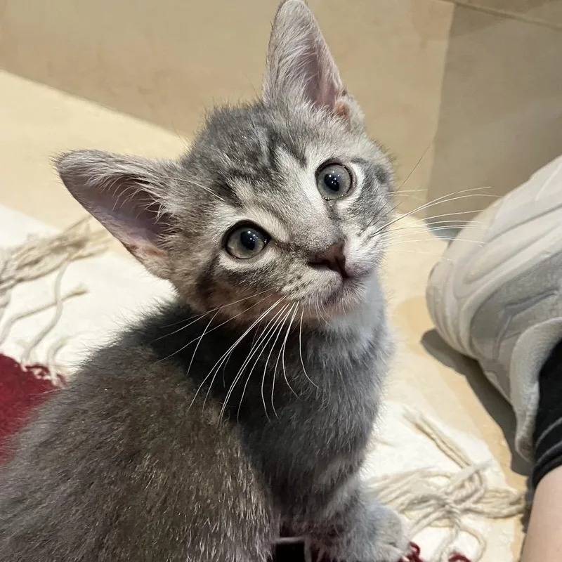 A baby small-sized female Gray / Blue / Silver Domestic Short Hair cat named Rasi for adoption in Ferndale, MI