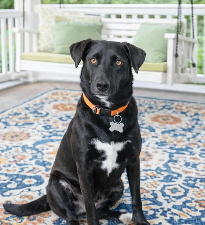 Chickadee thumbnail 2