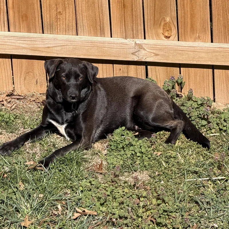 Chickadee thumbnail 3