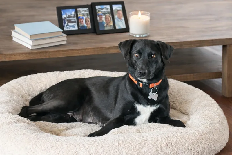 Chickadee thumbnail 4