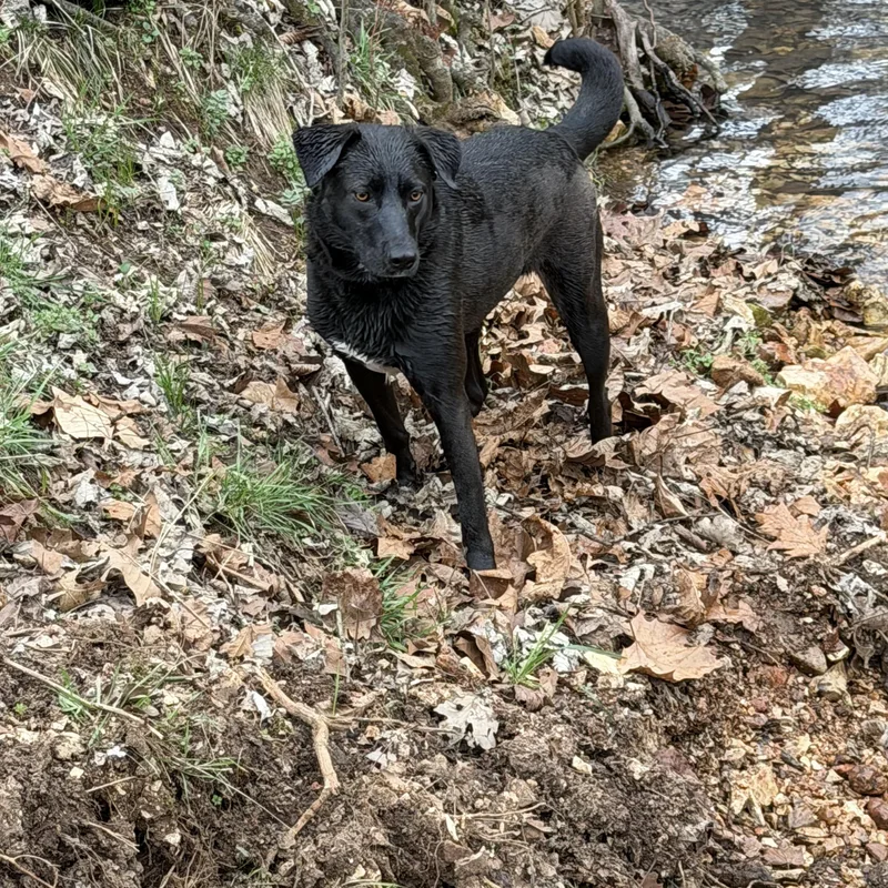 Chickadee thumbnail 5