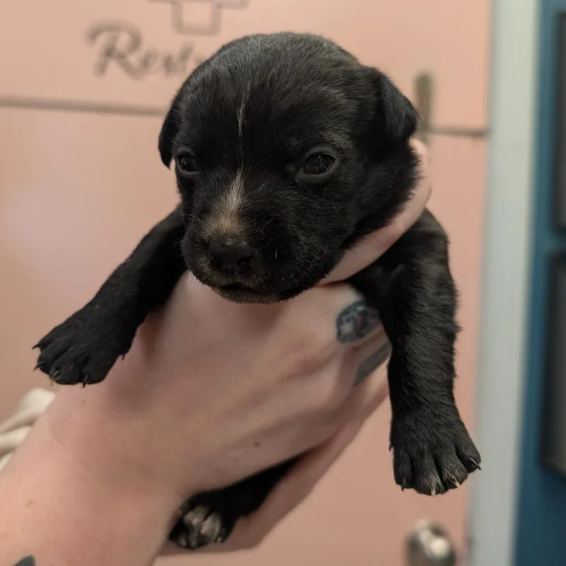 A baby small-sized female Black Mixed Breed dog named Dirty Dr.Pepper for adoption in Huntsville, AR