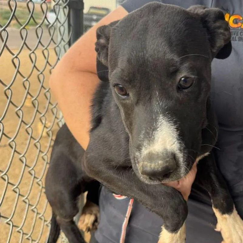 A young medium-sized female Black Labrador Retriever dog named Maxine for adoption in Kingman, AZ