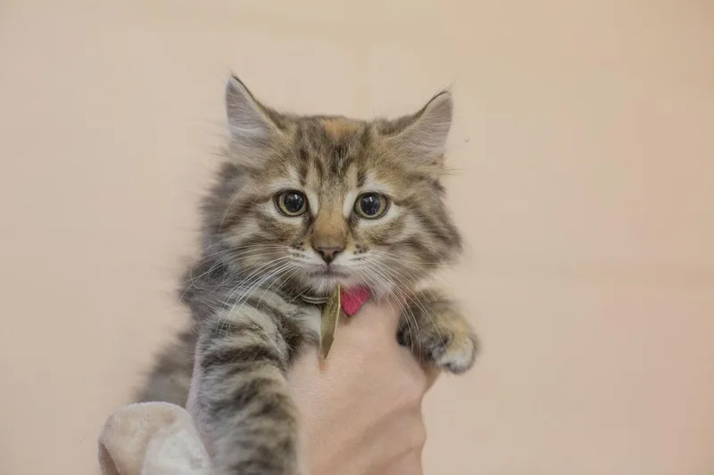 A baby small-sized female Domestic Long Hair cat named Missy for adoption in Mountain Home, AR