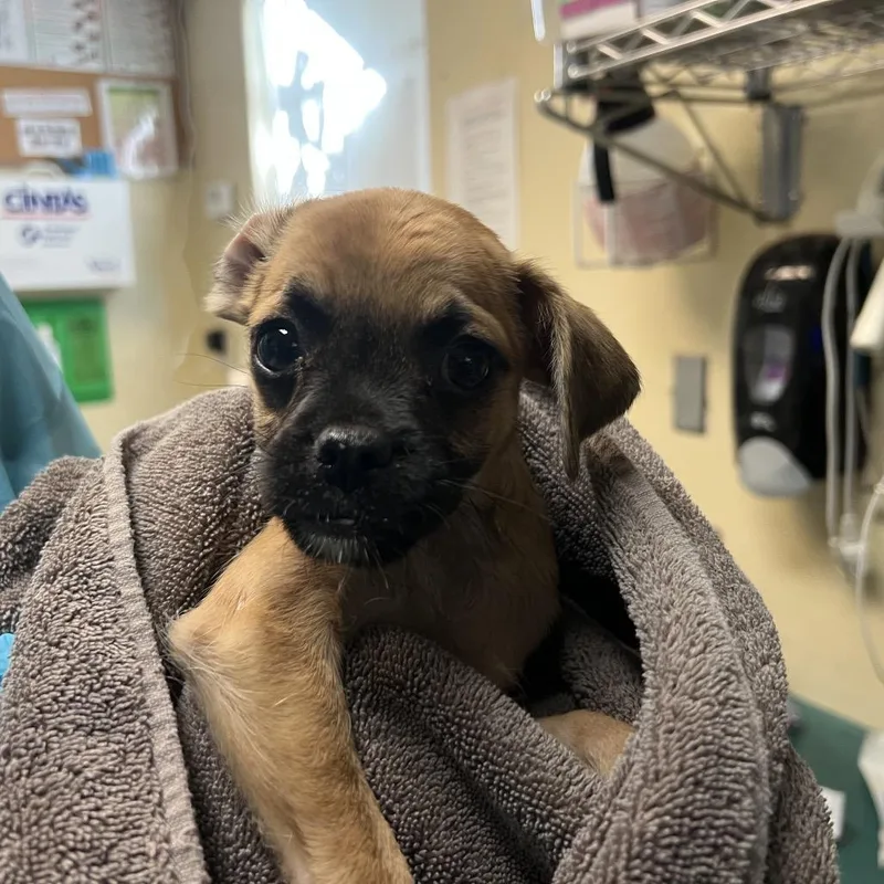 A baby small-sized male Yellow / Tan / Blond / Fawn Chihuahua dog named Gizmo for adoption in Pasadena, CA