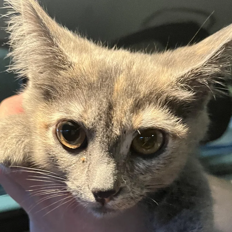 A baby medium-sized female Dilute Tortoiseshell Domestic Short Hair cat named Dory for adoption in Santa Ana, CA