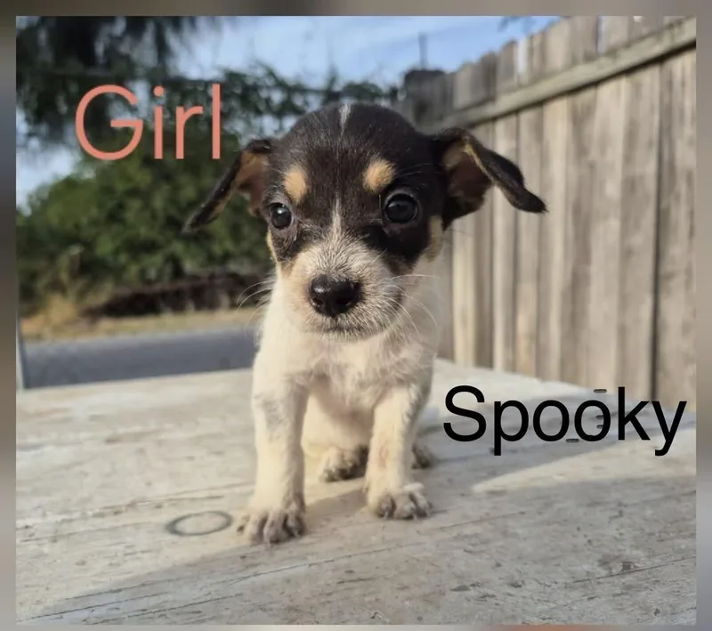 Spooky thumbnail 2