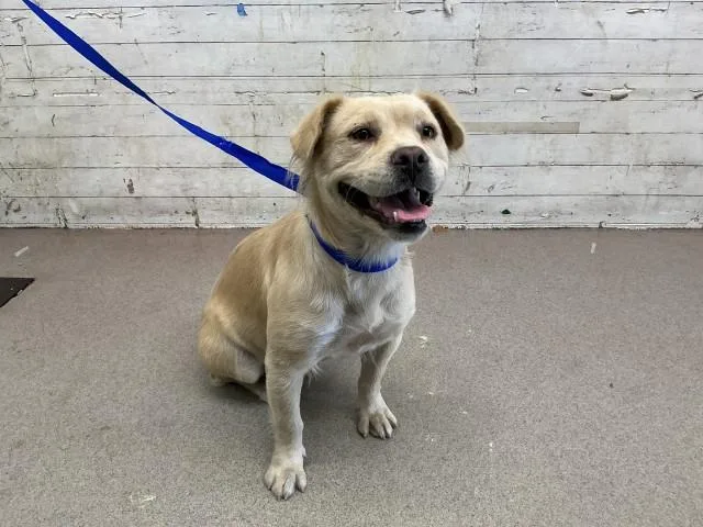 An adult medium-sized female Pit Bull Terrier dog named Auburn for adoption in San Bernardino, CA