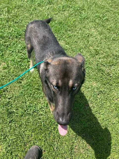 An adult large-sized male Mixed Breed dog named Deleon for adoption in Dallas, TX