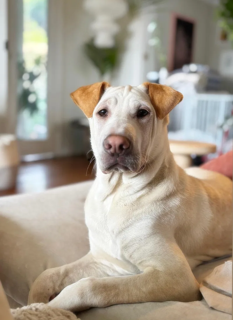 A baby medium-sized female Labrador Retriever dog named Ariel for adoption in Pasadena, CA