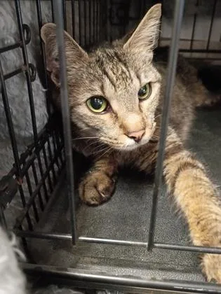 A senior small-sized female Domestic Short Hair cat named Blair for adoption in Palm Coast, FL