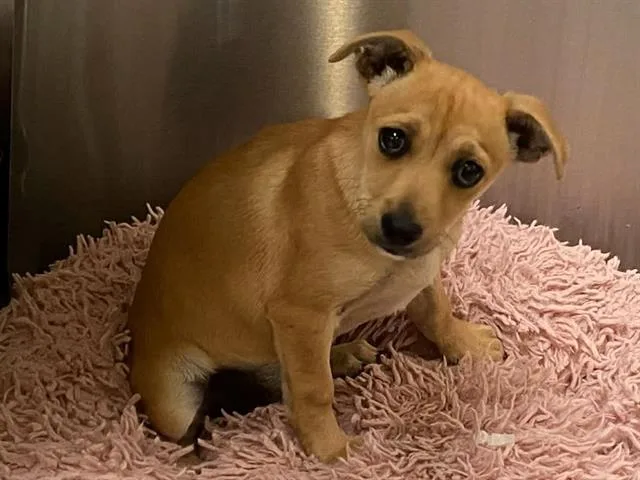 A baby small-sized female Chihuahua dog named Kiwi for adoption in Tustin, CA