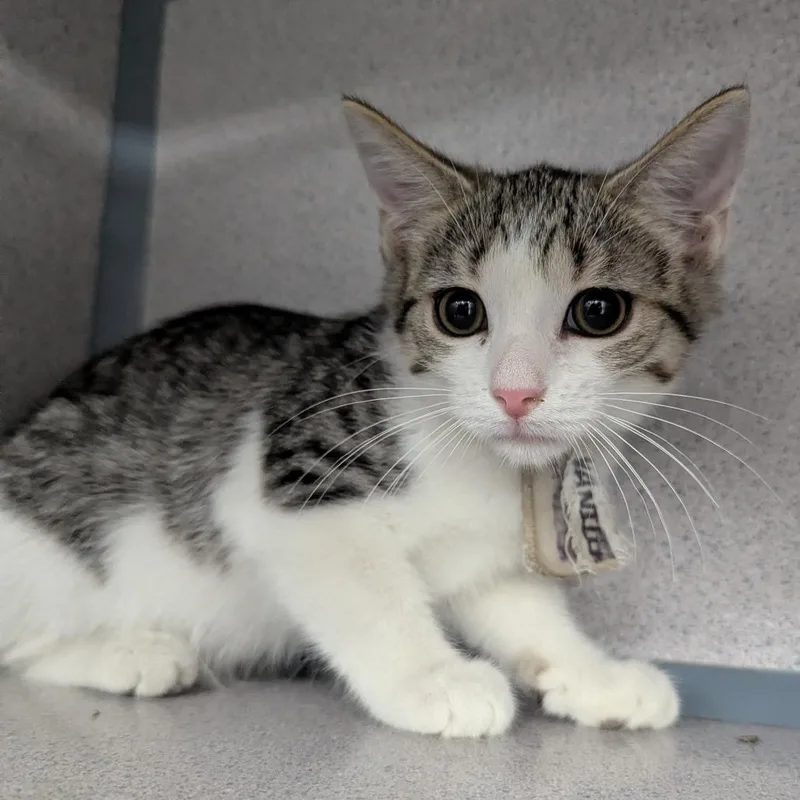 A baby small-sized female Domestic Short Hair cat named Vanilla Bean for adoption in Evansville, IN