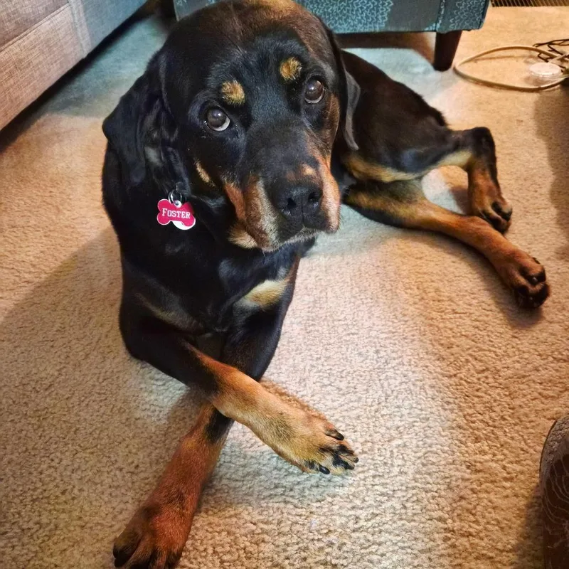 An adult large-sized female Black Rottweiler dog named Baby Girl for adoption in Alexandria, VA